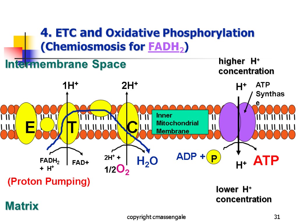 31 4. ETC and Oxidative Phosphorylation (Chemiosmosis for FADH2) copyright cmassengale